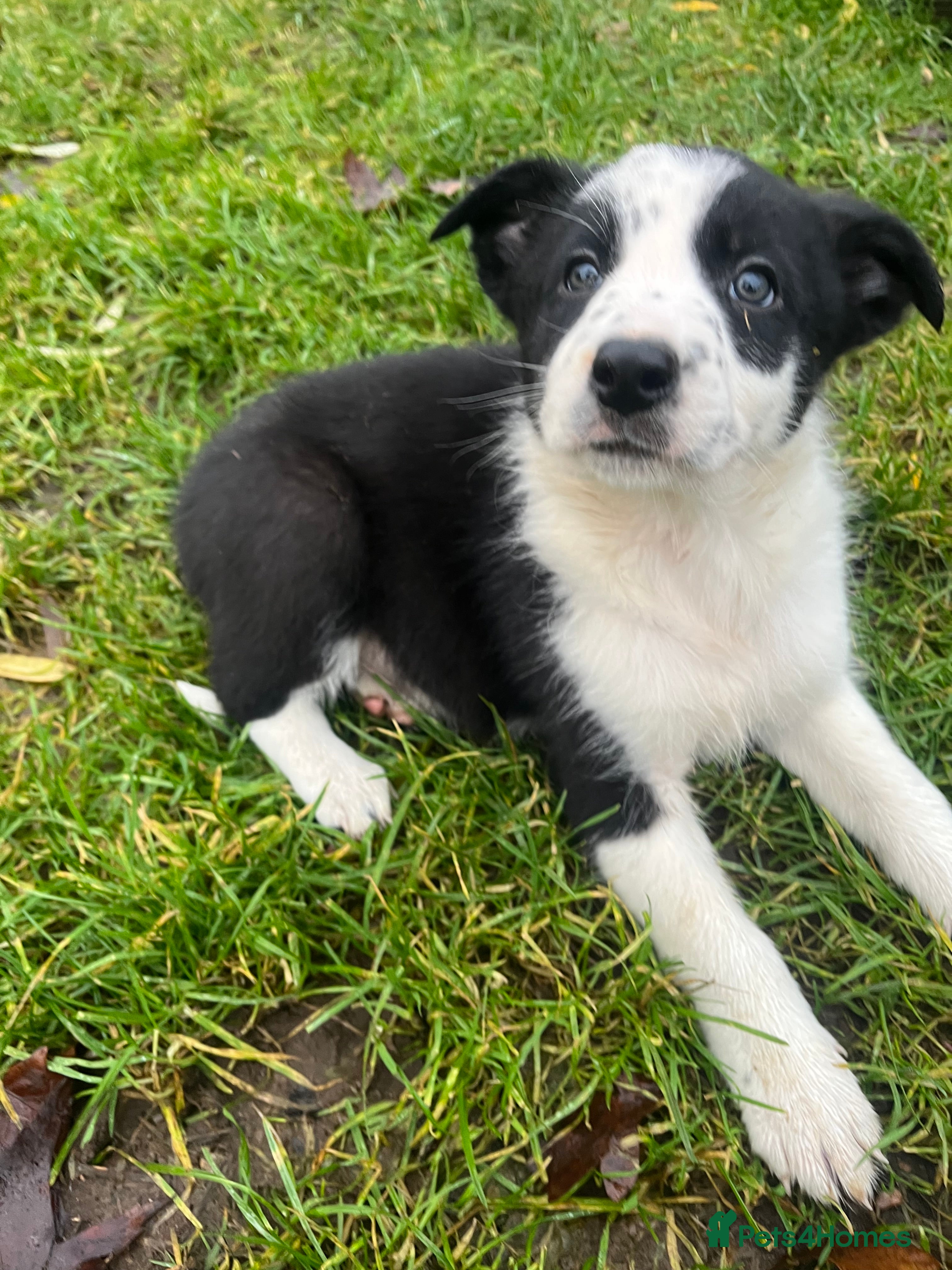 Border Collie dogs Border collie puppies 1 boy left  - Advert 6