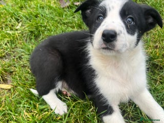 Border Collie dogs Border collie puppies - Advert 16