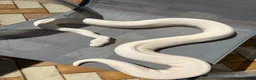 Python Snake reptiles for sale: Blue eyed Lucy female  in Blackpool - Advert 2