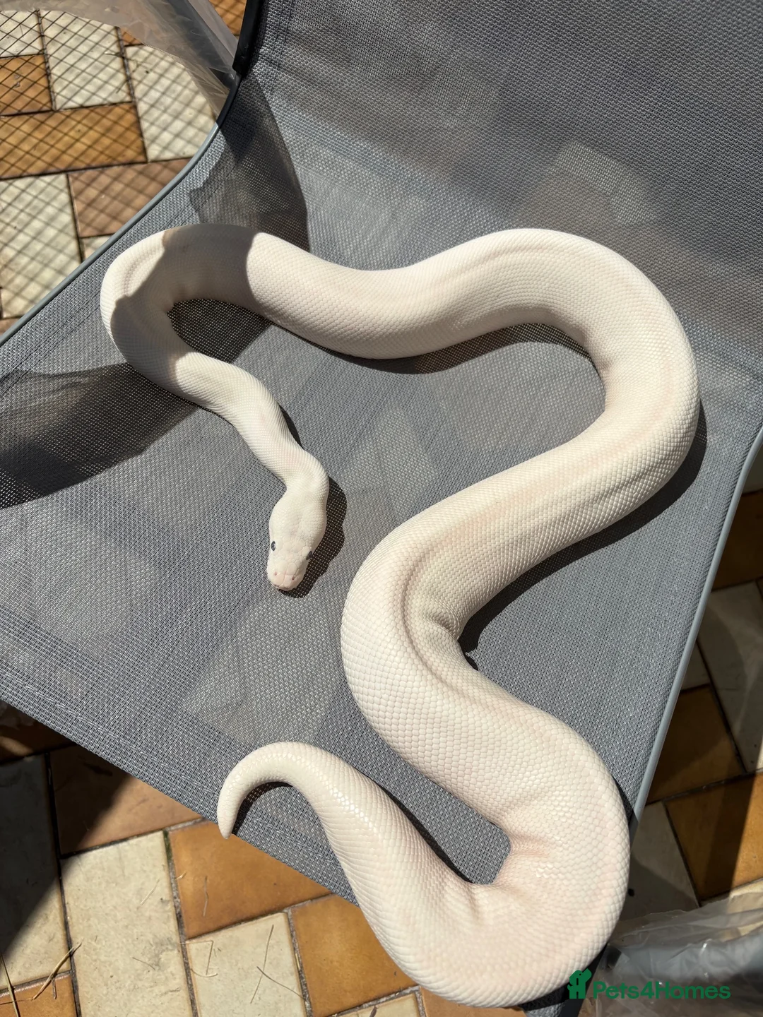 Python Snake reptiles for sale: Blue eyed Lucy female  in Blackpool - Advert 2