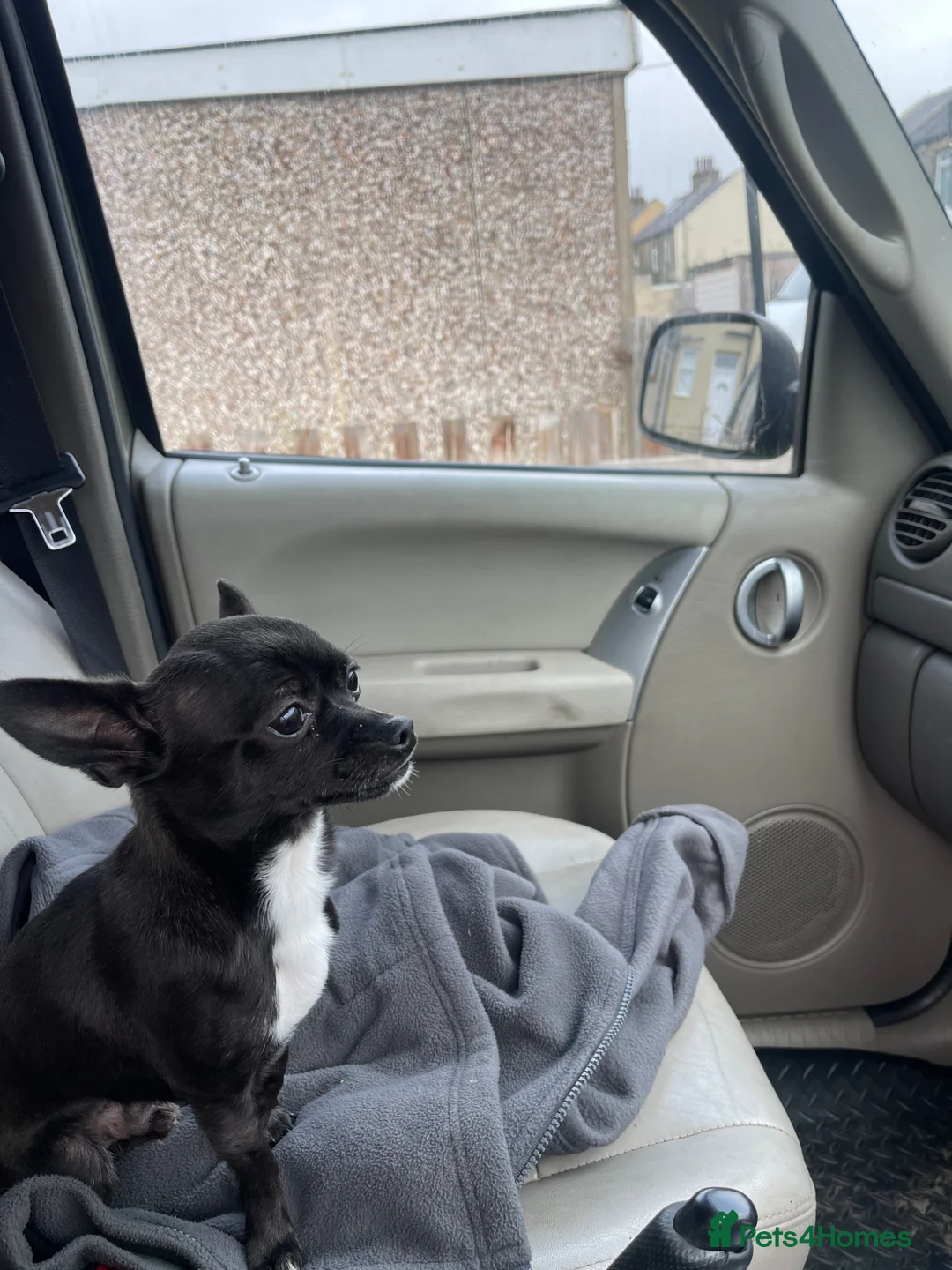 Chihuahua dogs for sale: Male chihuahua two years old  - Advert 2