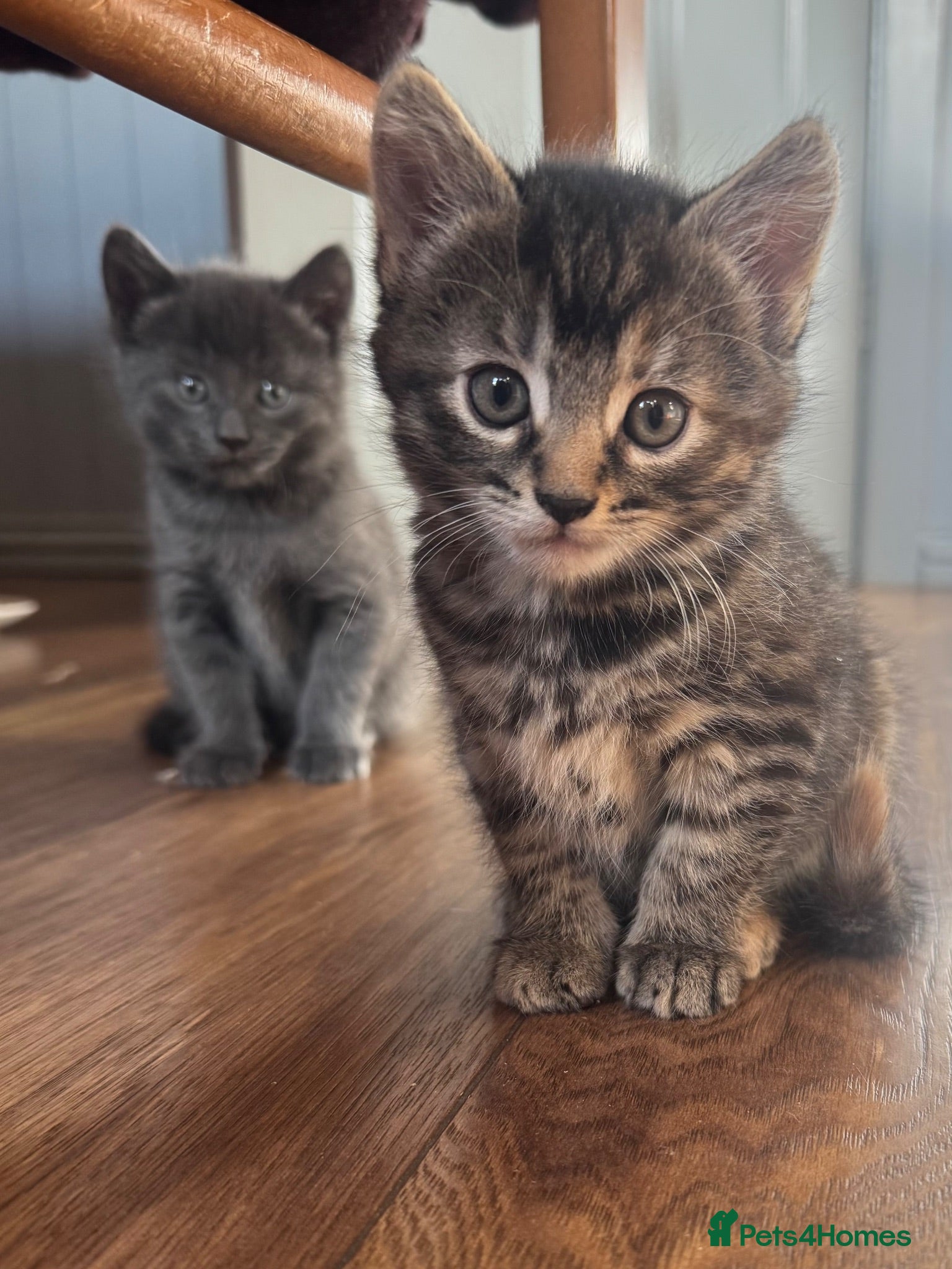 Mixed Breed cats Russian blue mix kittens  - Advert 14