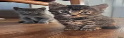 Mixed Breed cats for sale: Russian blue mix kittens  - Advert 21