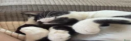 Mixed Breed cats for adoption: Loves People-  Indoor Rescue Girl Lia  - Advert 4