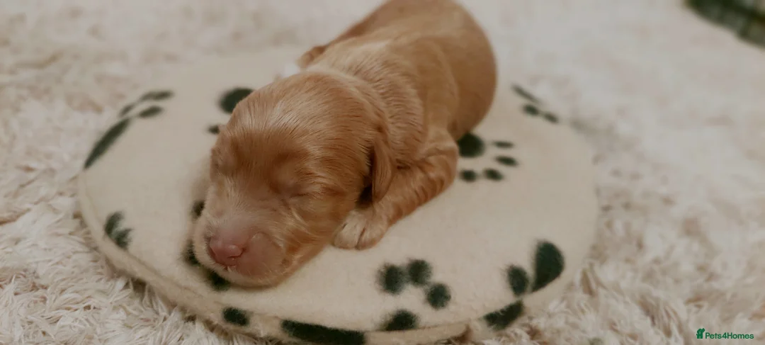 Australian Labradoodle dogs for sale: Australian Labradoodle - Advert 13