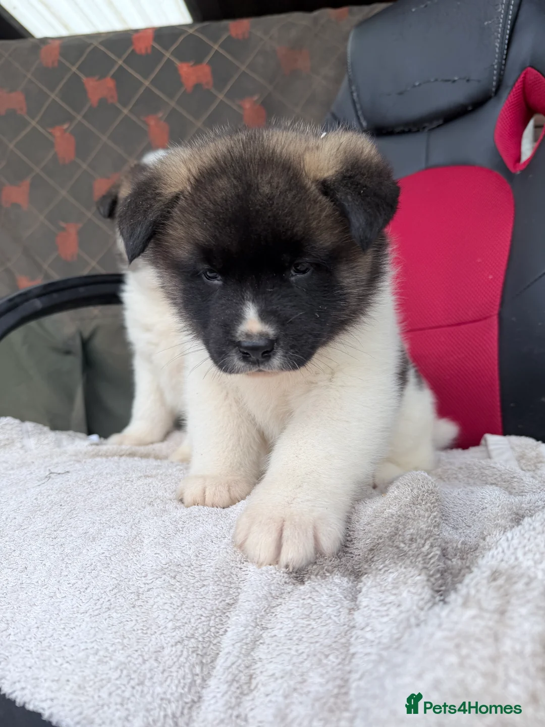 Akita dogs for sale: Beautiful Akita pups ready to leave now! - Advert 2