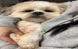 Lhasa Apso dogs for stud: Beautiful kenzo for stud  - Image 2