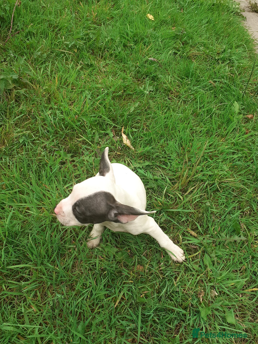 Mixed Breed dogs for sale: Frenglish puppies ready now - Image 13