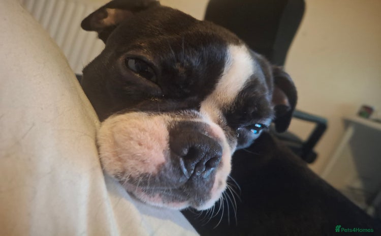 Boston Terrier dogs - Advert 1