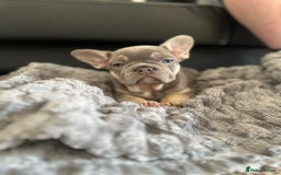 Dachshund dogs for sale: Miniature daschund and Isabella Frenchie  - Image 2