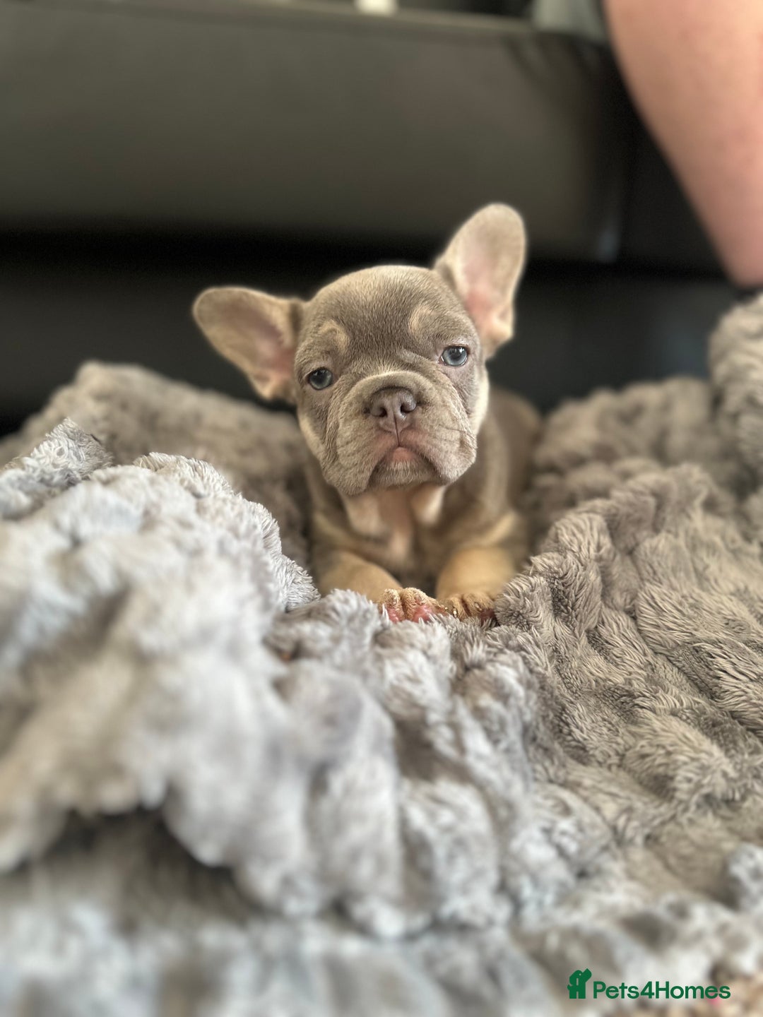 Dachshund dogs for sale: Miniature daschund and Isabella Frenchie  - Image 2