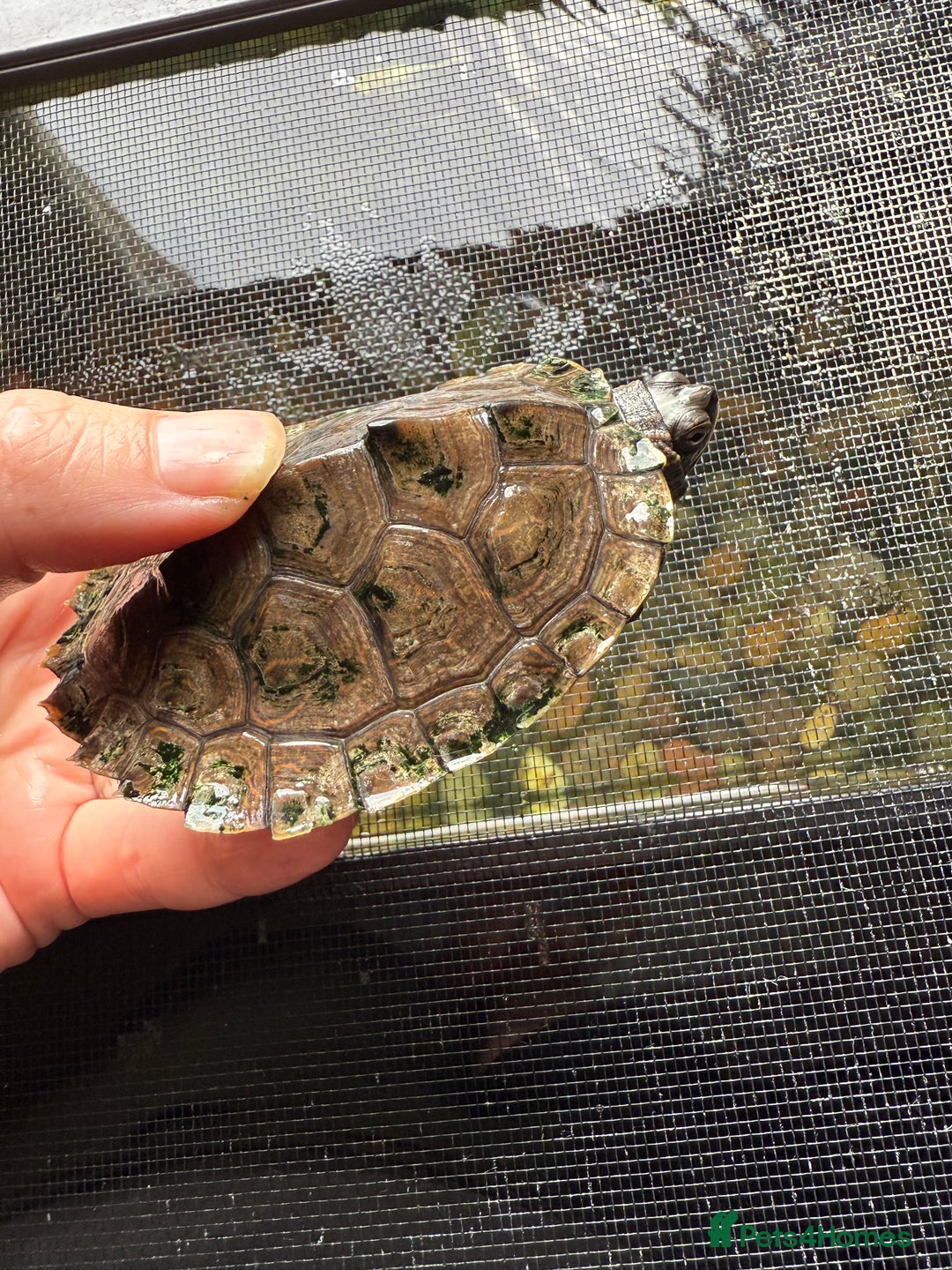 Turtle reptiles for sale: Mississippi map turtles x2 and set up - Image 5
