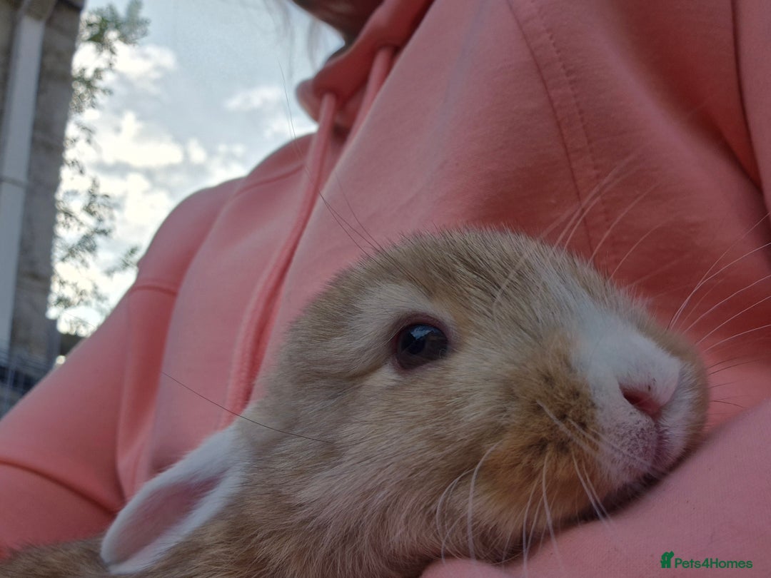 Mini Lop rabbits for sale: Beautiful mini lop cross rex kits  - Image 10