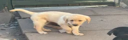 Labrador Retriever dogs for sale: Beautiful litter of mixed puppies  - Advert 23