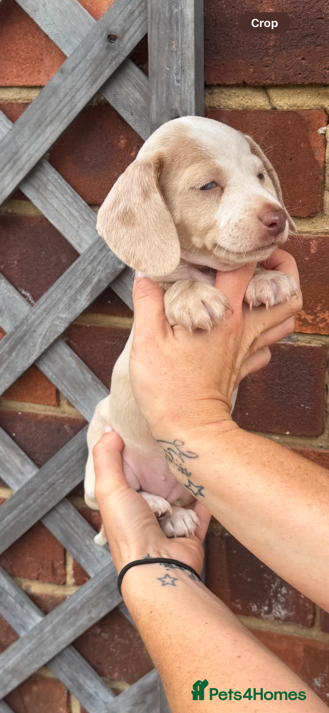 Miniature Dachshund dogs for sale: Kc reg miniature dachshund  - Image 6