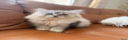 British Shorthair cats for sale: Beautiful fluffy show class kittens - Advert 21