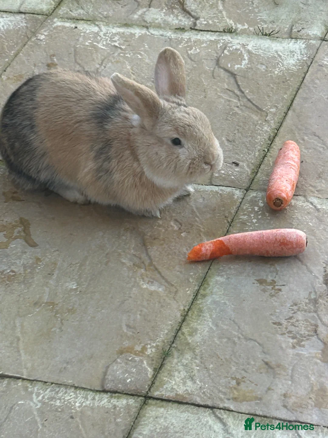 Mixed Breed rabbits for sale: Benji  in Bedford - Advert 4