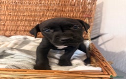 Mixed Breed dogs for sale: Came Corso X Puppies - Image 24
