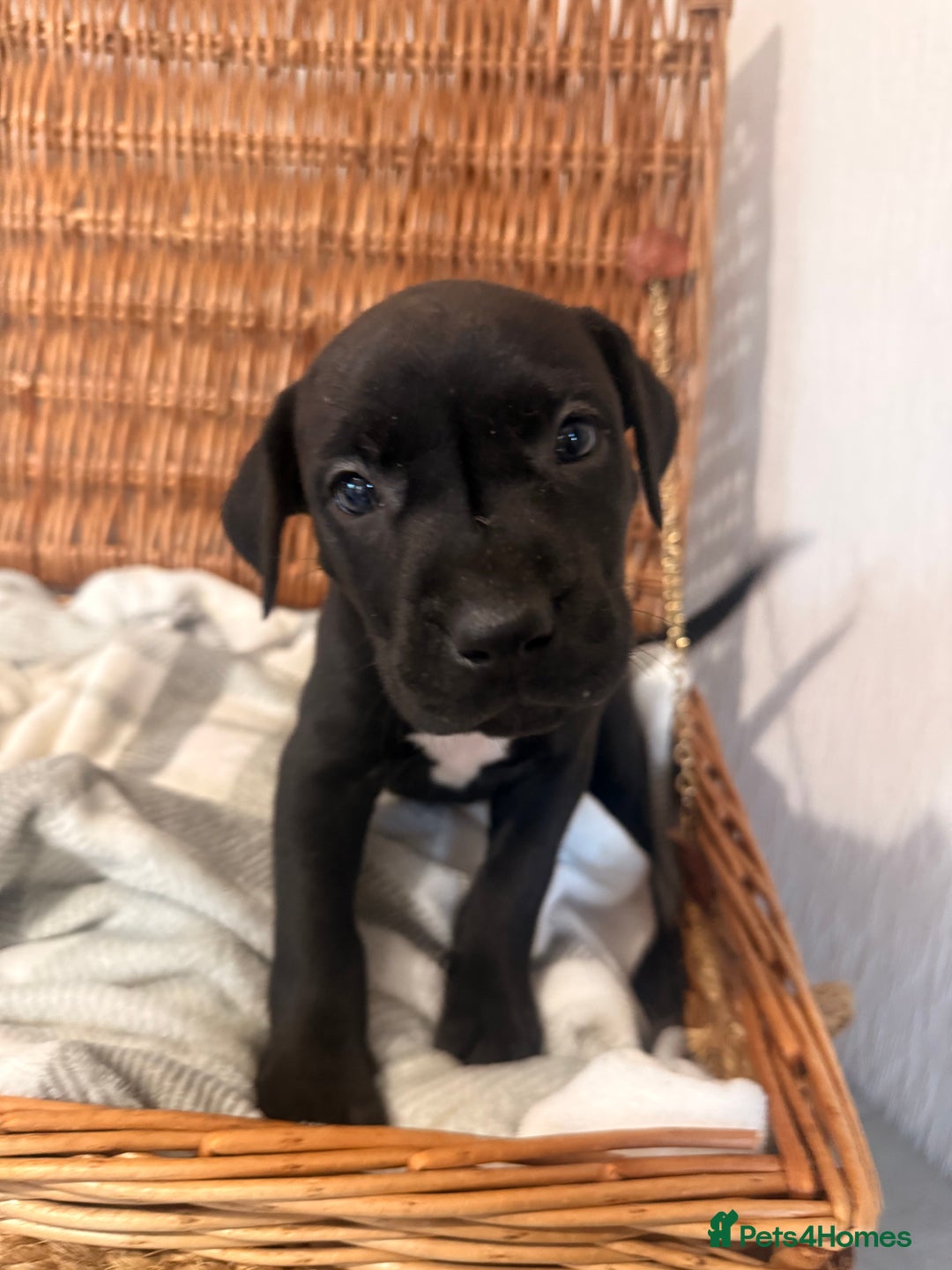 Mixed Breed dogs for sale: Came Corso X Puppies - Image 24