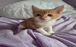 Mixed Breed cats for sale: Only male kitten - Image 1