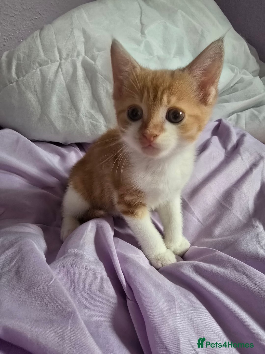 Mixed Breed cats for sale: Only male kitten - Image 1