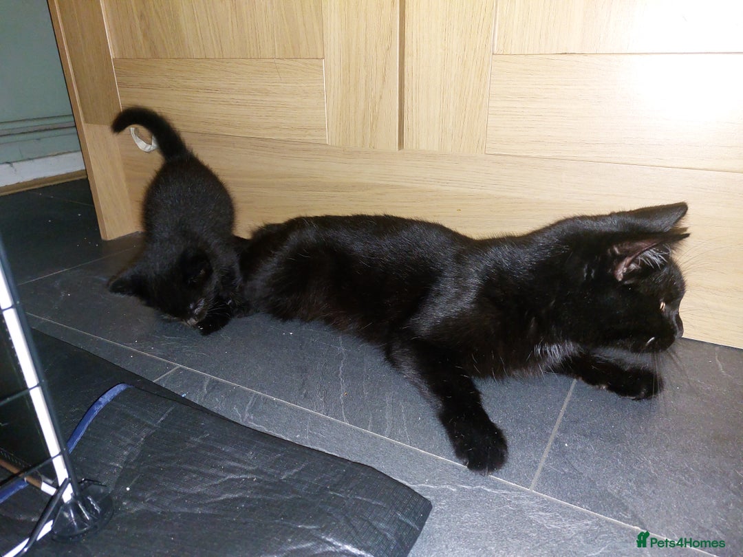 British Shorthair cats for sale: Black Kittens for sale  - Image 10
