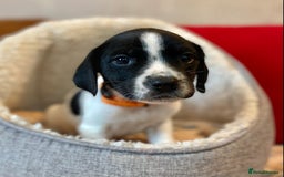 Springador dogs for sale: STUNNING SPRINGADOR PUPPIES  - Image 14