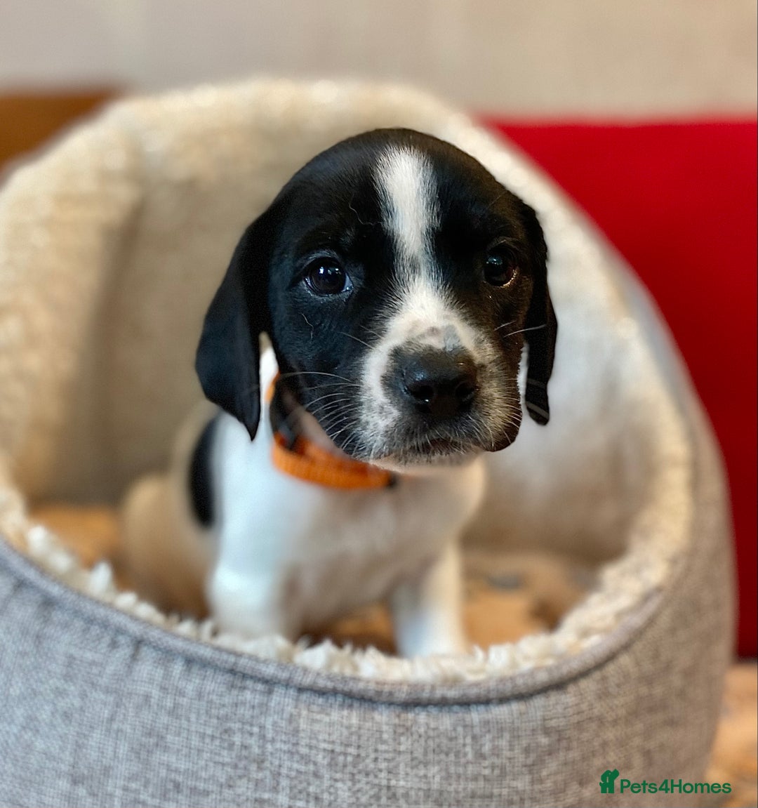 Springador dogs for sale: STUNNING SPRINGADOR PUPPIES  - Image 14