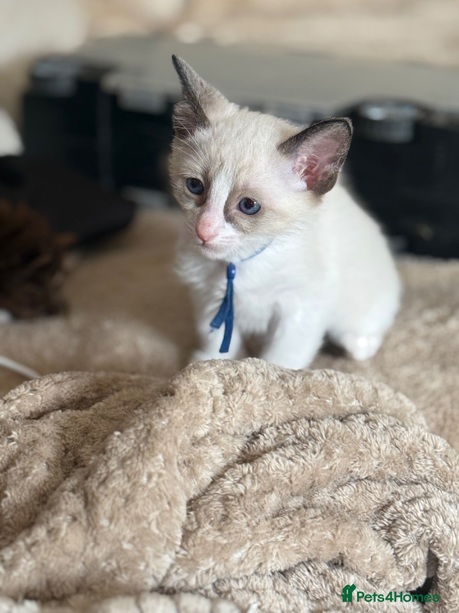 Siamese cats Siamese X Ragdoll kittens - Advert 1