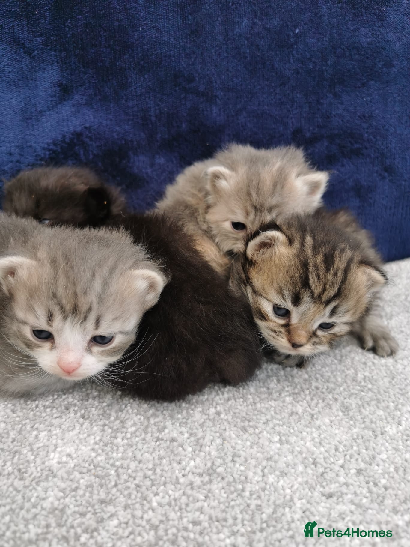Siberian cats for sale: Registered Siberian Kittens  - Advert 1