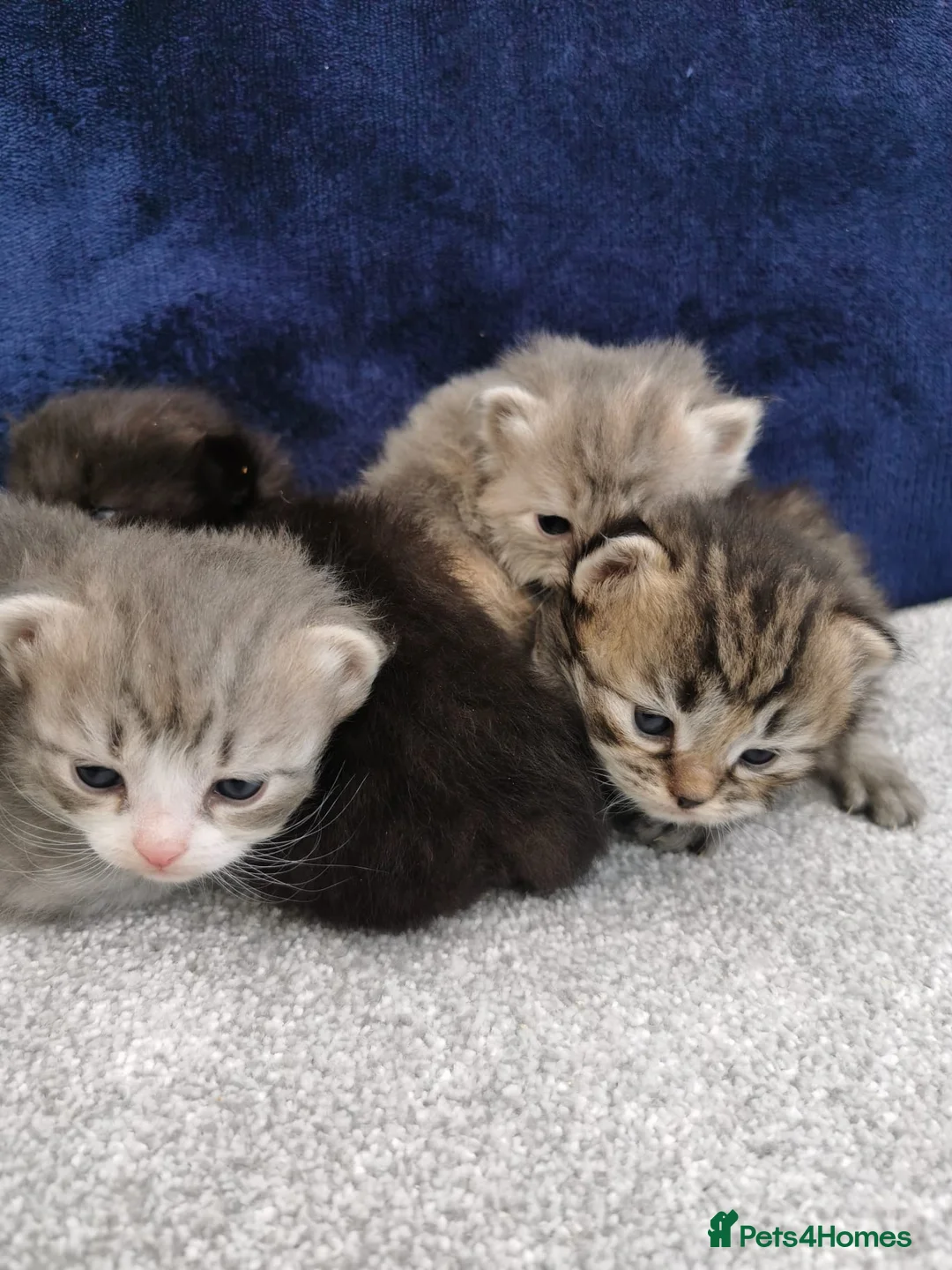 Siberian cats for sale: Registered Siberian Kittens  - Advert 1