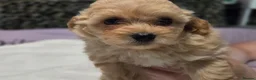 Chipoo dogs for sale: Miniature poodles x long hair chihuahuas  in Leicester - Advert 19