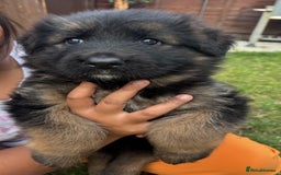 German Longhaired Pointer dogs for sale: PURE German Shepherd Puppy girl - Image 3