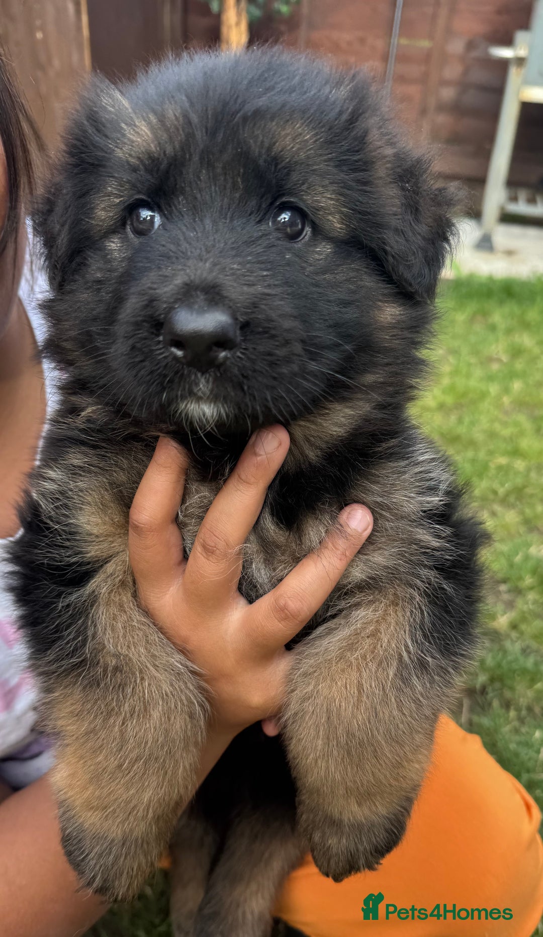 German Longhaired Pointer dogs for sale: PURE German Shepherd Puppy girl - Image 3