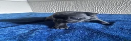 Frug dogs for sale: Frugs for sale  - Advert 3