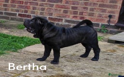 Shar Pei dogs for sale: Sujarah Shar Pei Puppies Available  - Image 5