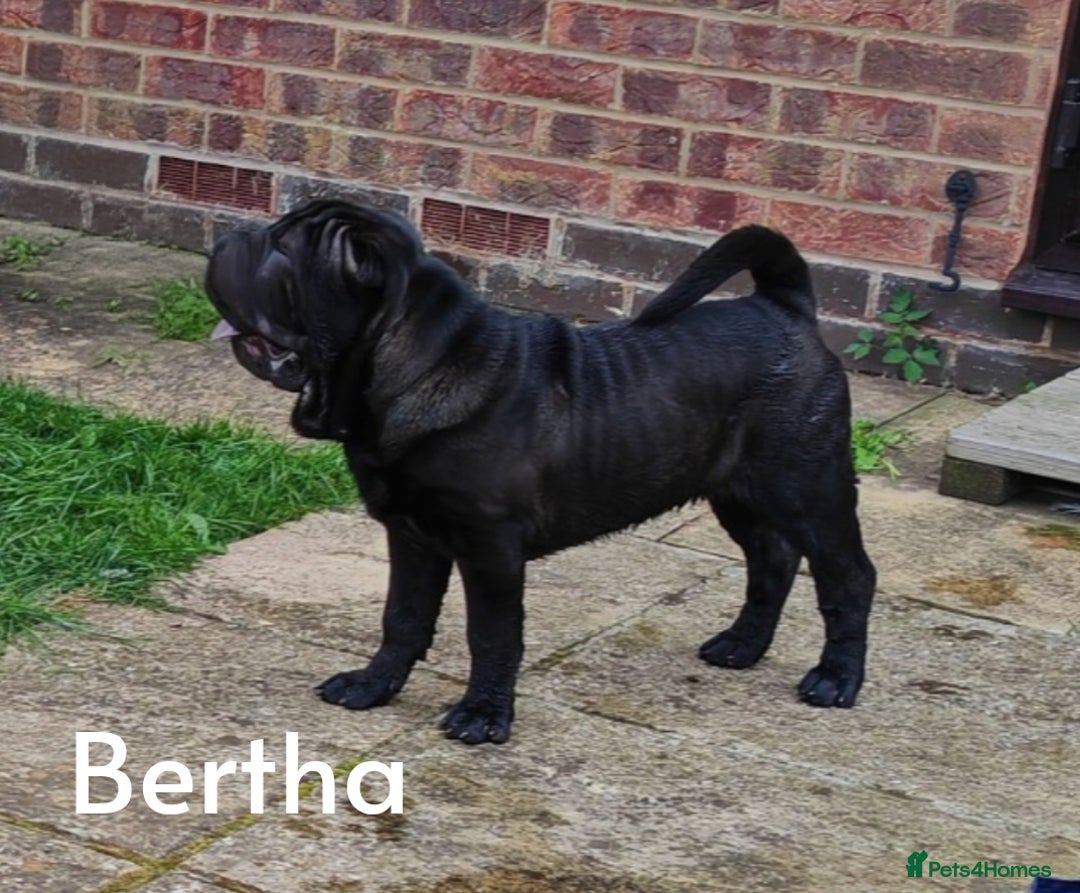 Shar Pei dogs for sale: Sujarah Shar Pei Puppies Available  - Image 5