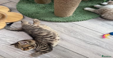 British Shorthair cats - Advert 4