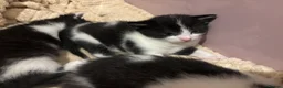 Mixed Breed cats for sale: Male kitten Raggamuffin/tabby mix  - Advert 3