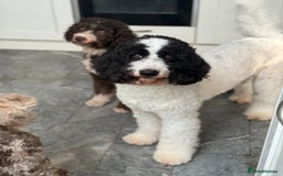 Bernedoodle dogs for sale: Miniature F1bs Bernedoodle Waiting List - Image 2