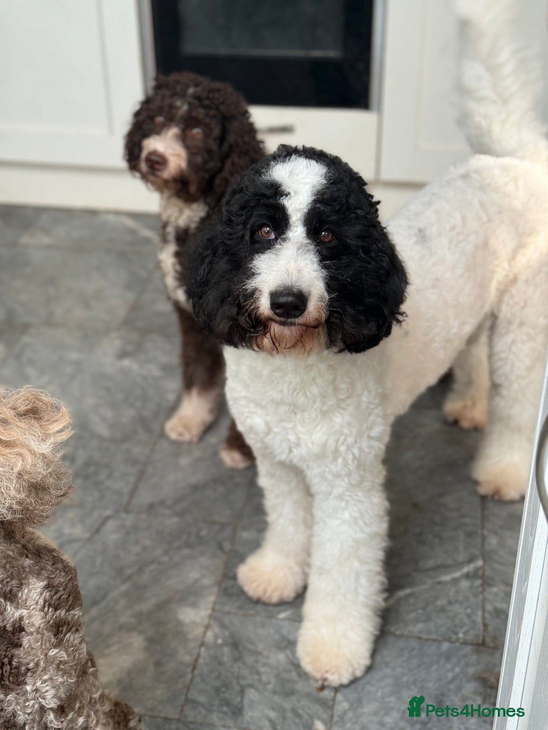 Bernedoodle dogs for sale: Miniature F1bs Bernedoodle Waiting List - Image 2