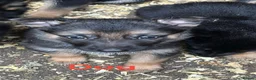 German Shepherd dogs for sale: German Shepherd Pups  - Advert 13