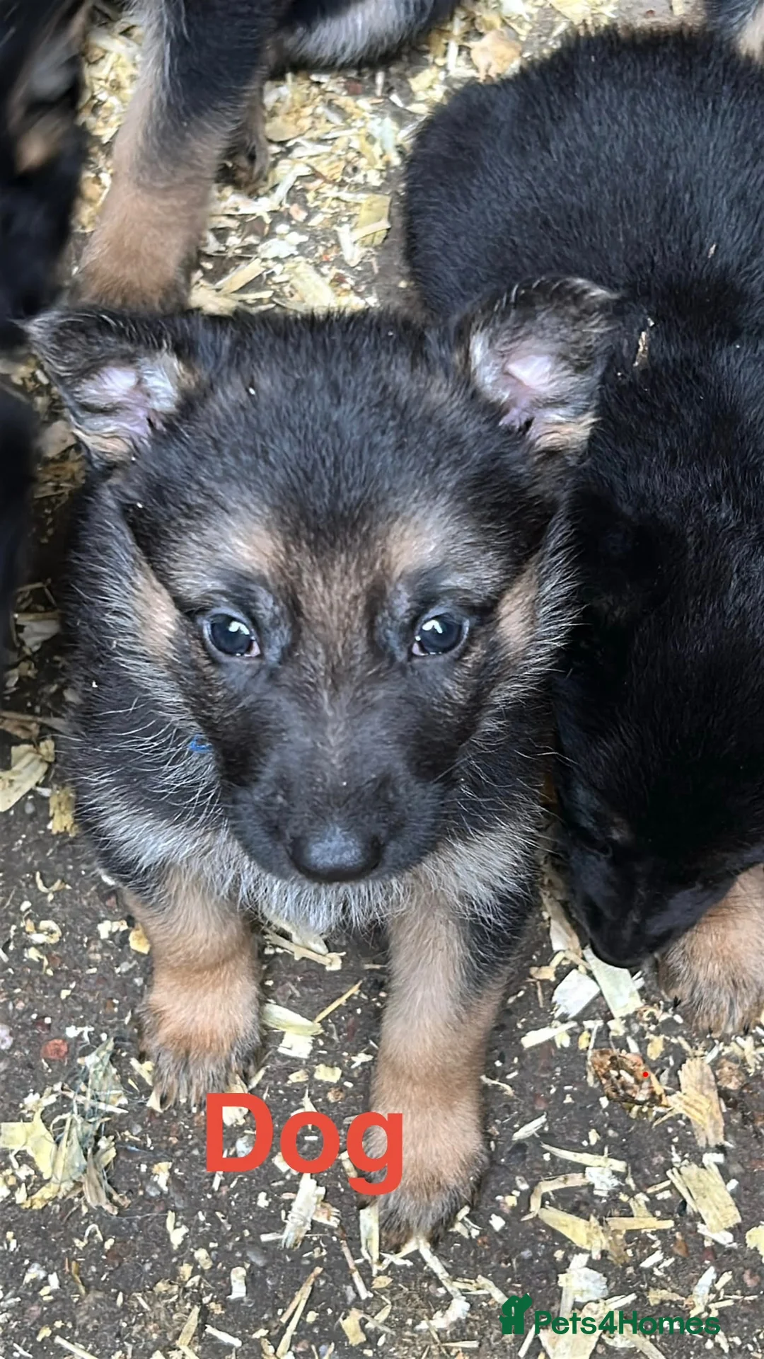German Shepherd dogs for sale: German Shepherd Pups  - Advert 13