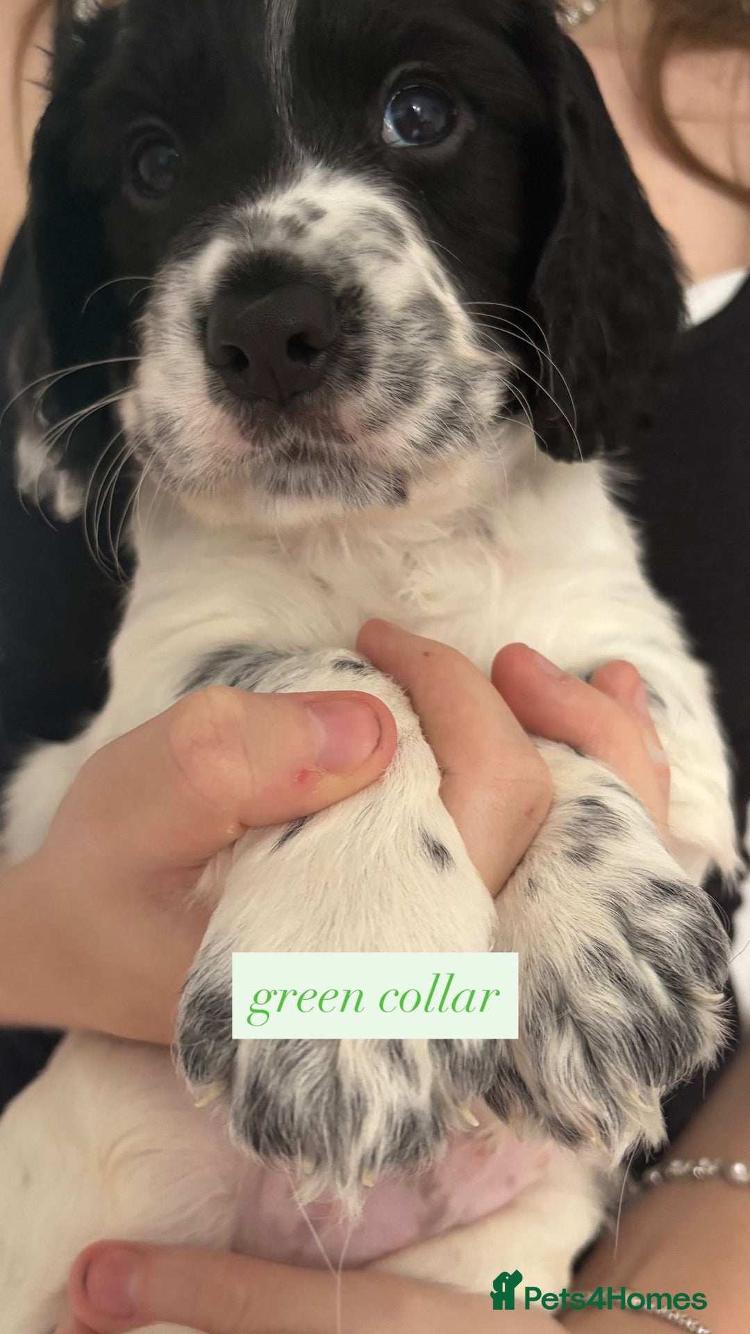 Sprocker dogs for sale: Sprocker puppies. Ready to leave 10th October.  - Image 21