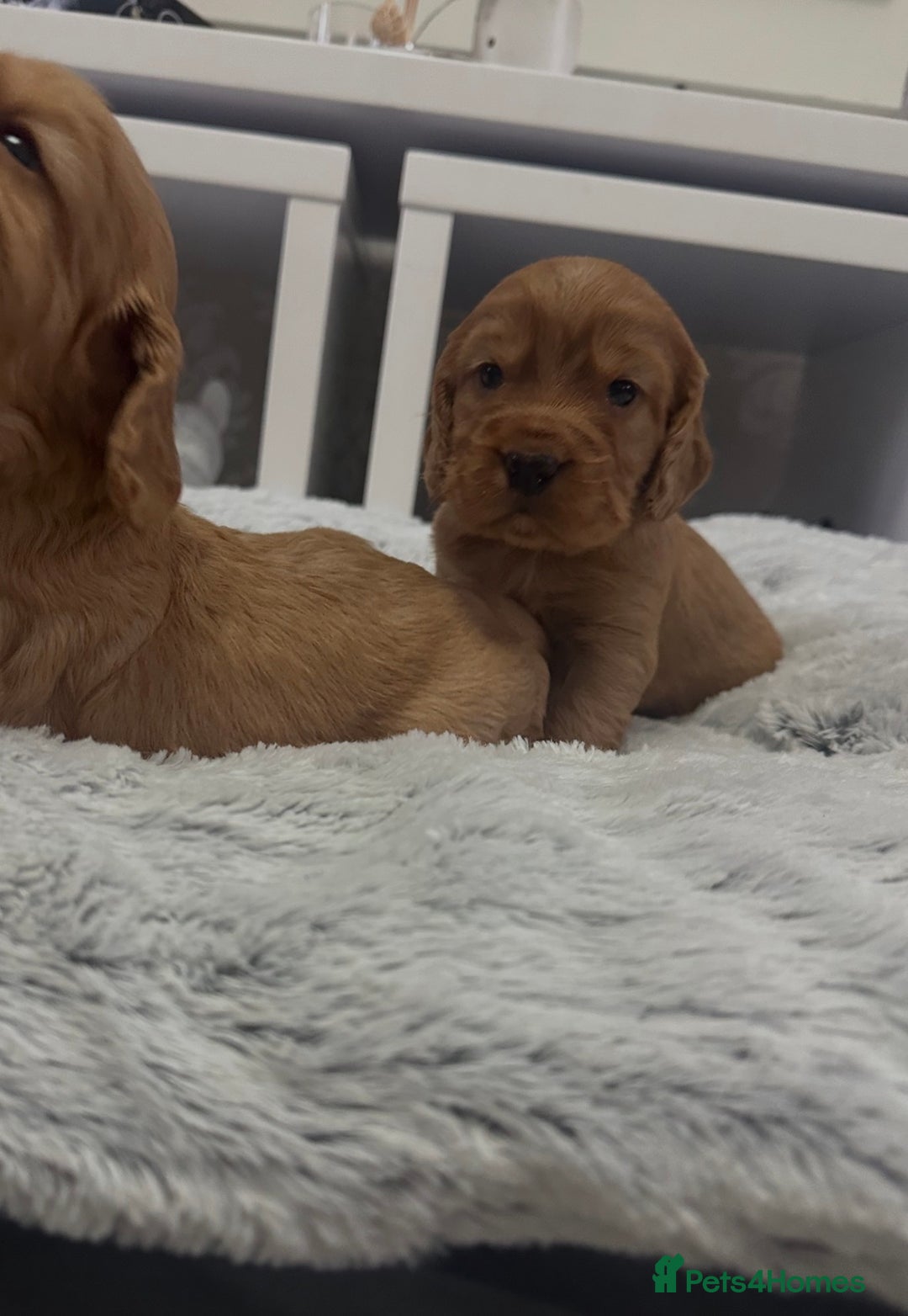 Cocker Spaniel dogs for sale: Cocker spaniel pups - Advert 4