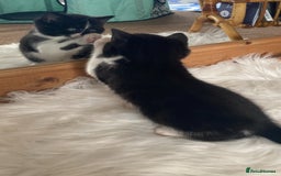 British Shorthair cats for sale: Beautiful British Shorthair Kitten Male  - Image 7