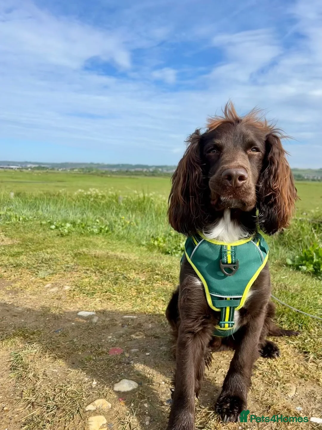 Sprocker dogs for stud: Stunning Cocker Spaniel available for Stud  - Advert 2