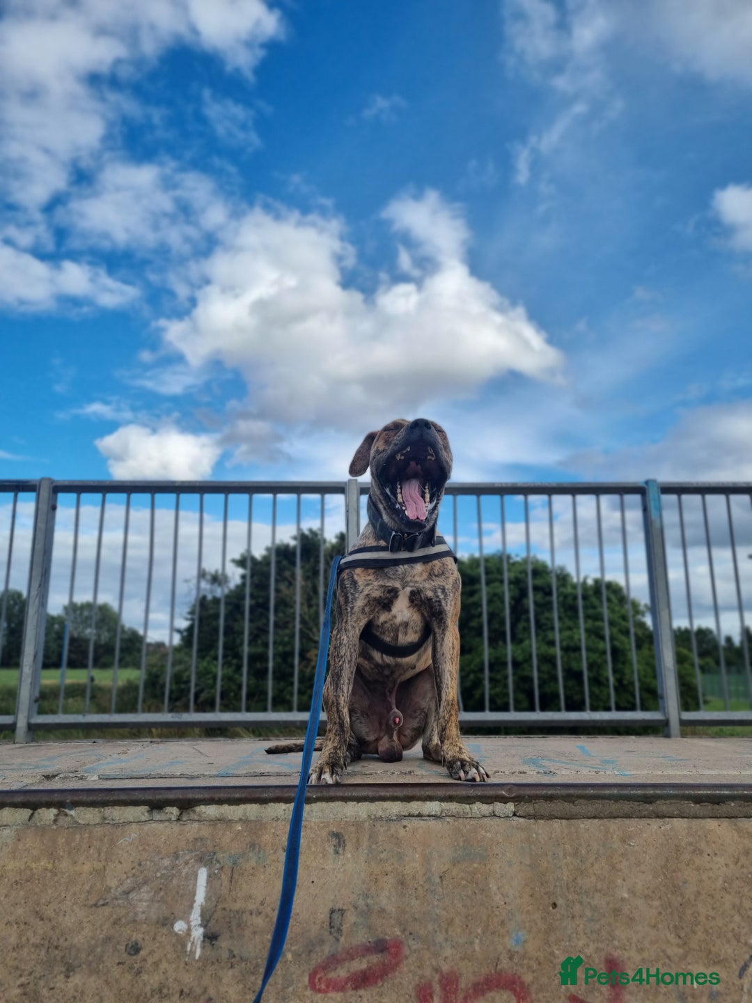 Presa Canario dogs for stud: Gwauro - Pressa X Dutch Herder - Image 7