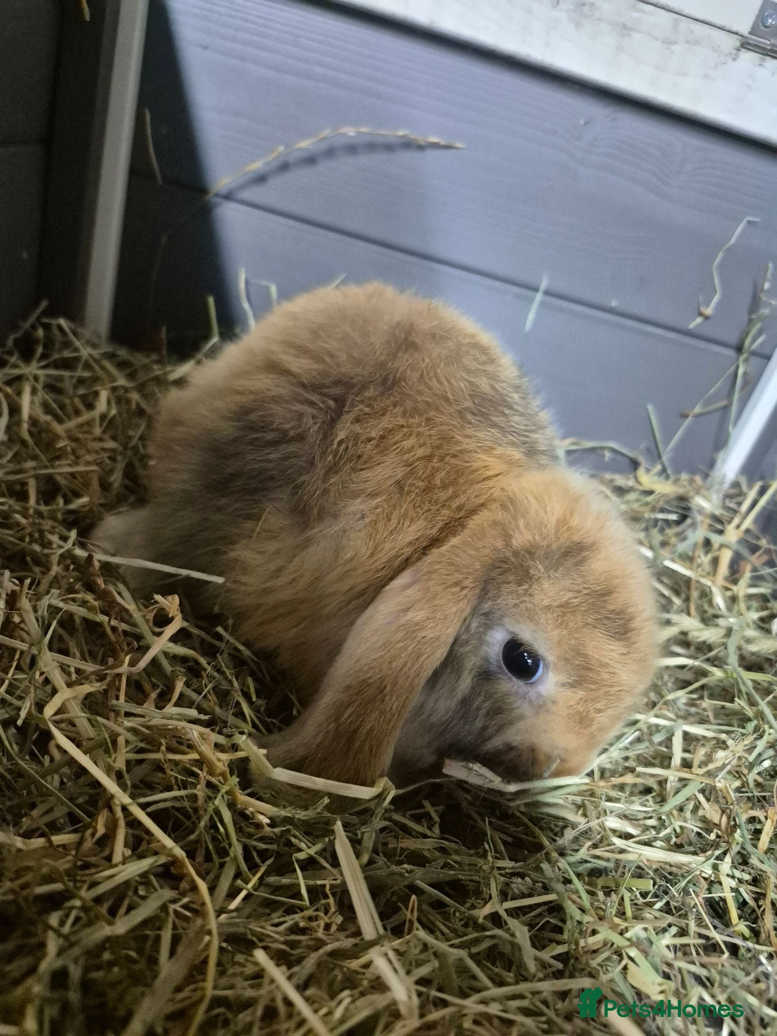 Mini Lop rabbits 9 week old holland lops  - Advert 1