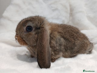 Mini Lop rabbits Adorable Baby Minilops. Free local delivery. - Advert 7